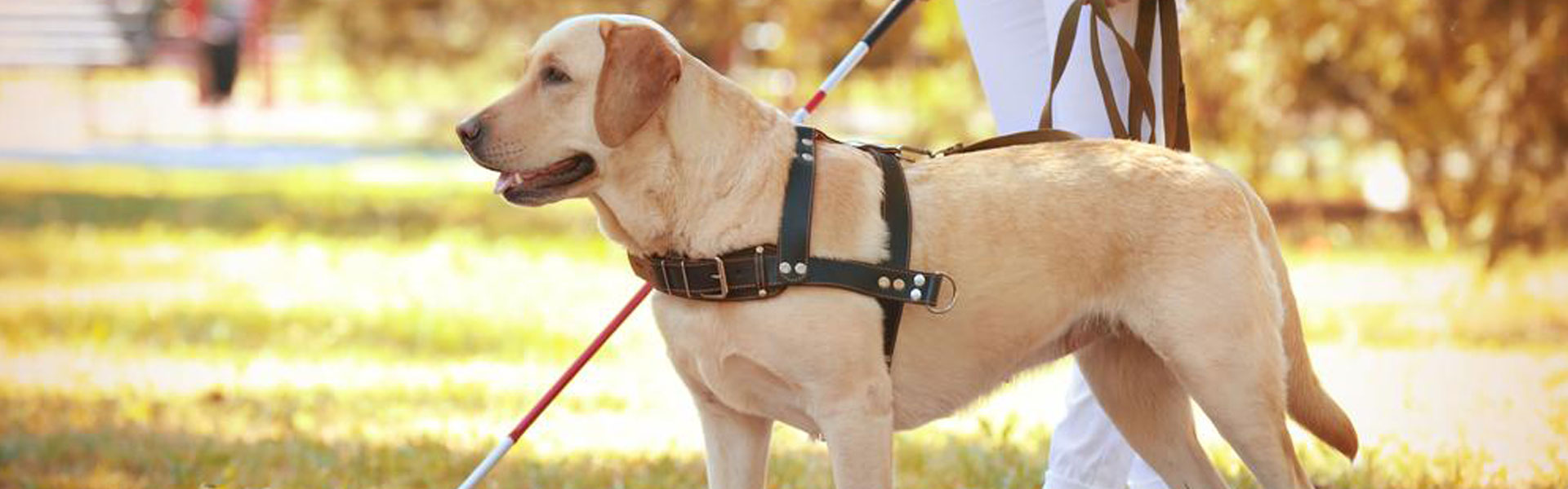 How To Act Around A Service Dog Putnam Service Dogs