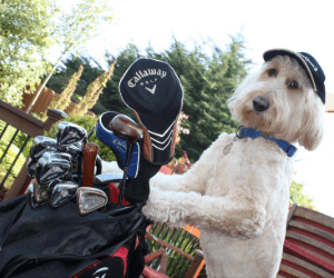 dog with golf bag