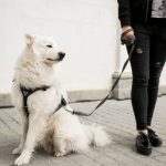 The Growing Demand for Service Dogs